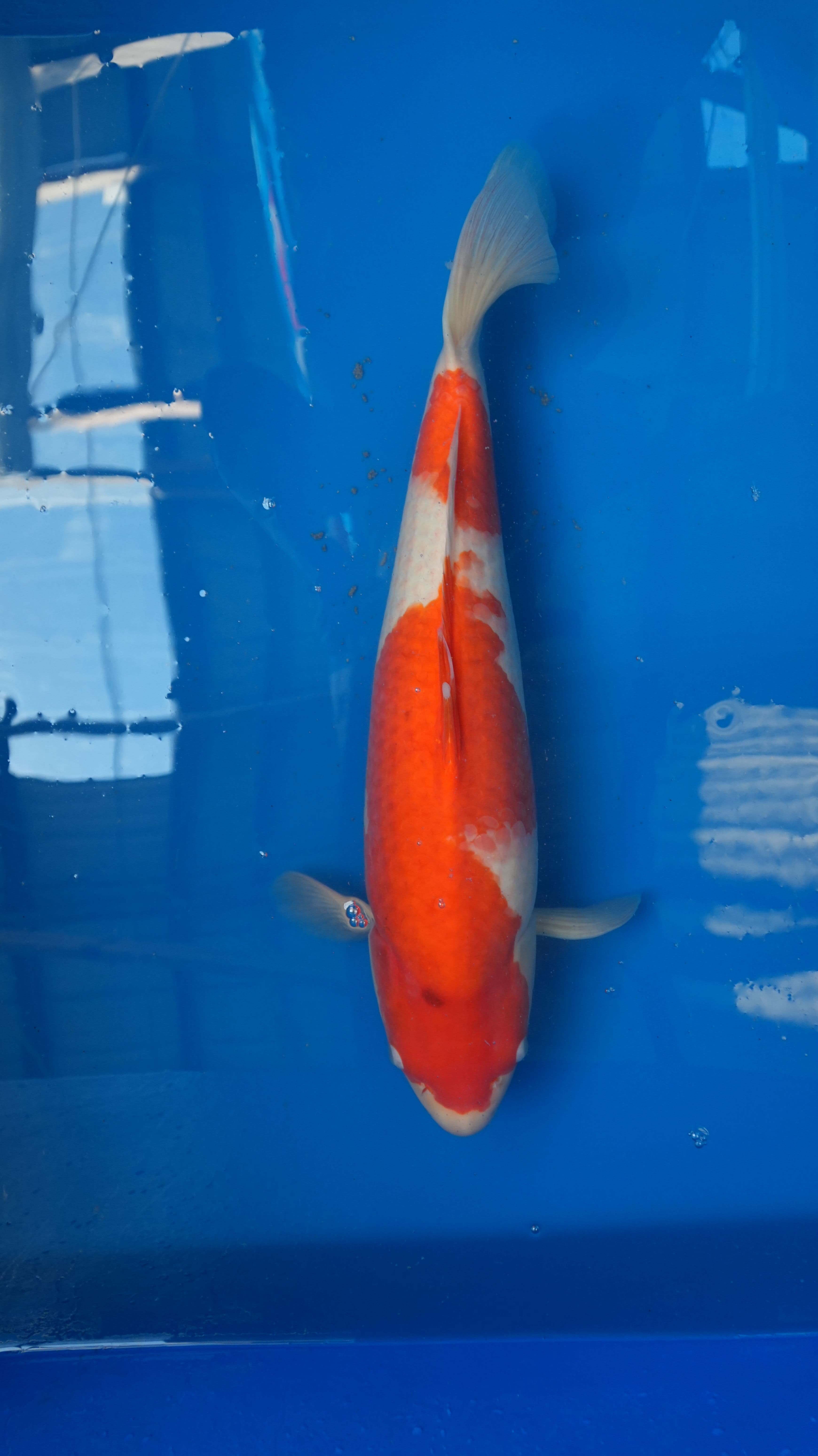 Kohaku Kohaku-w15