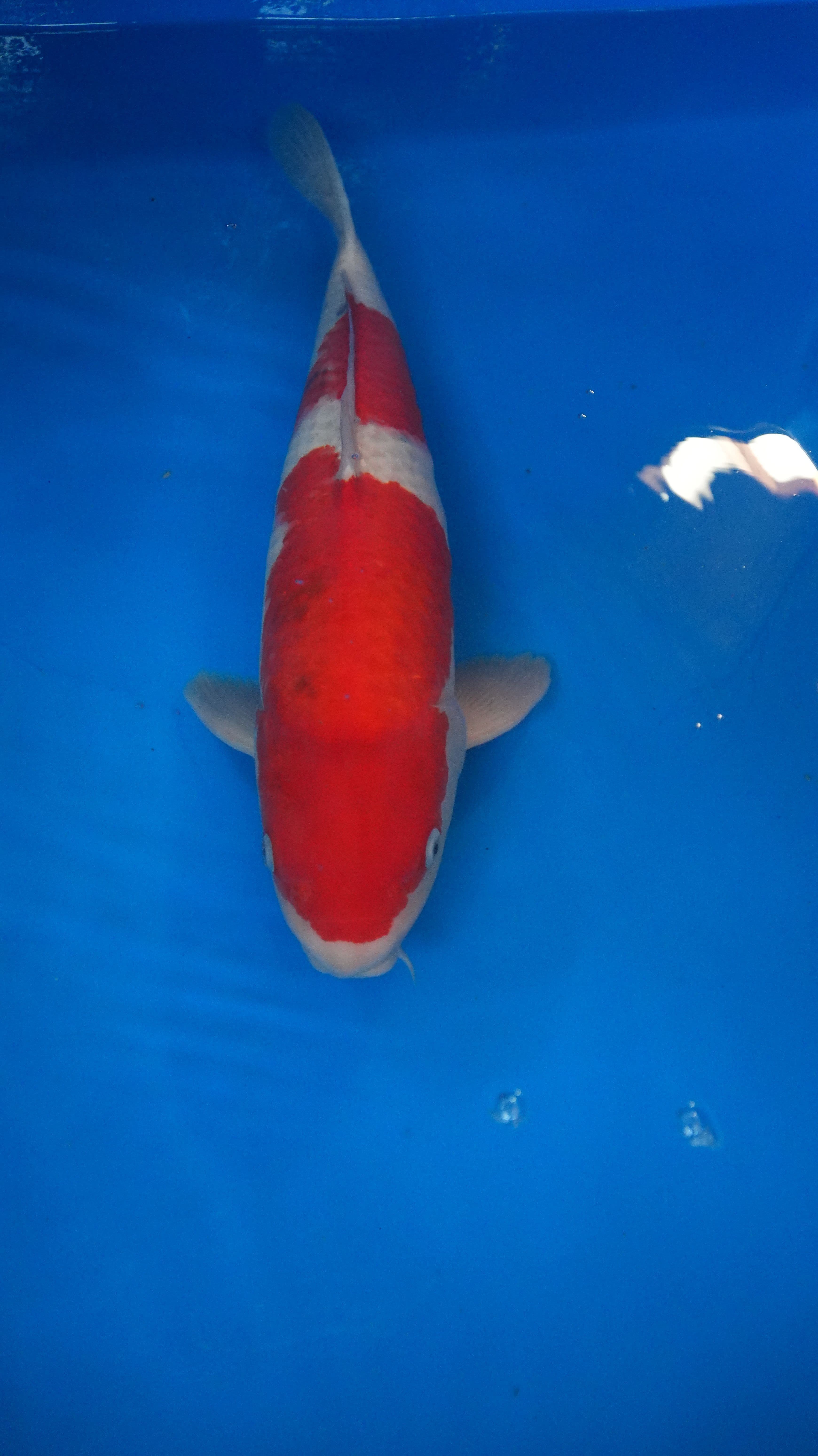 Kohaku Kohaku-w1