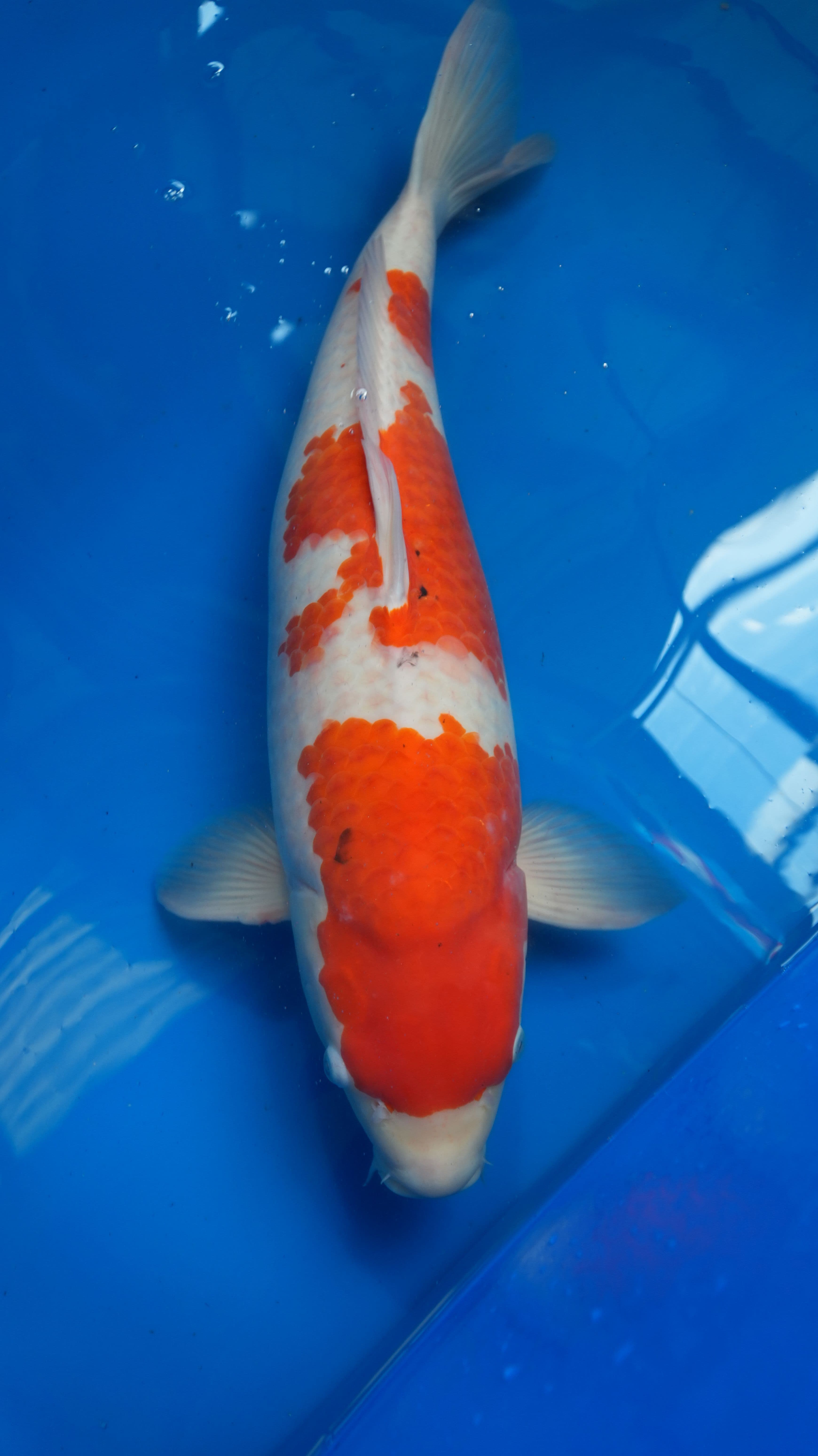 Kohaku Kohaku-w18