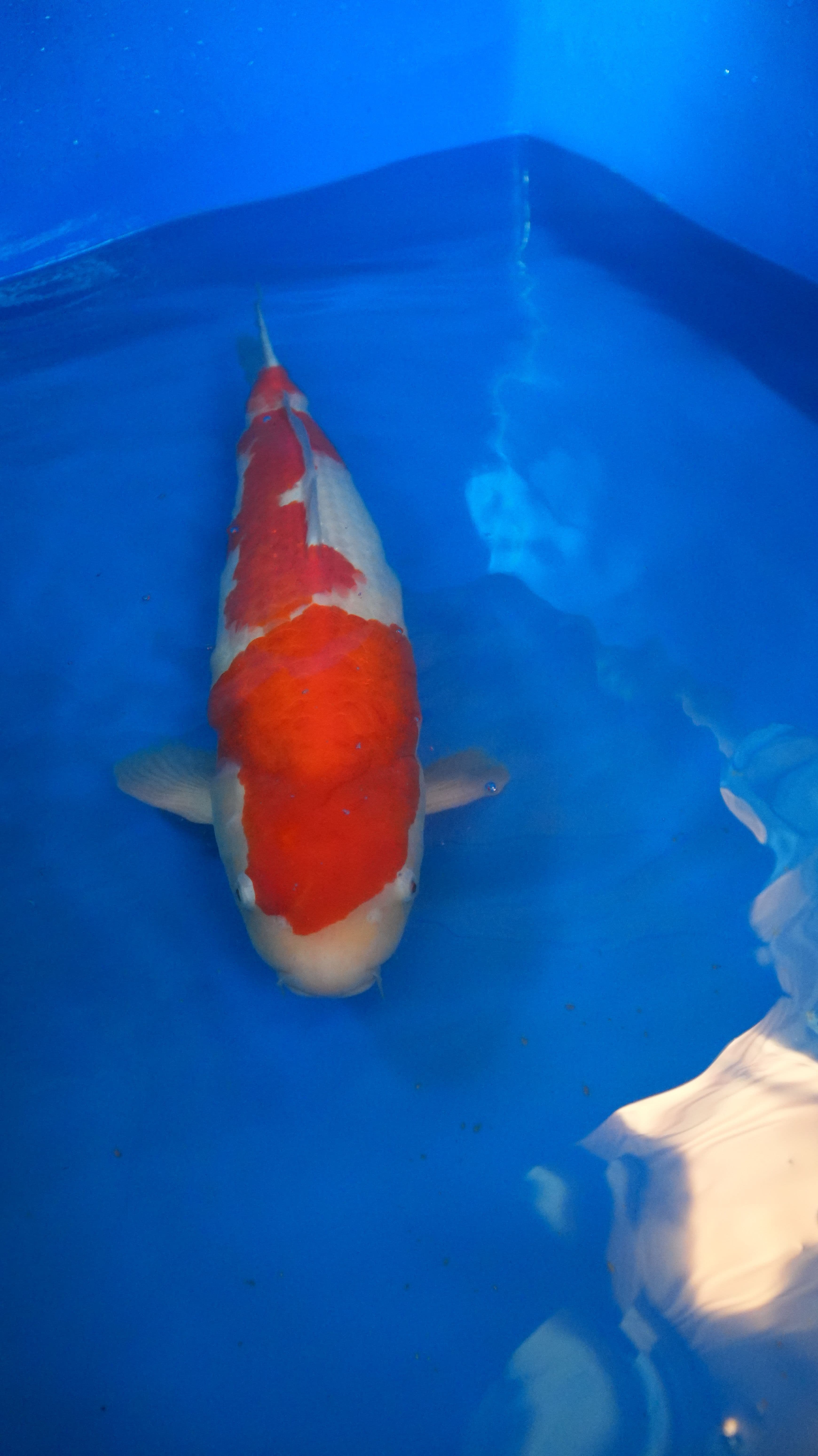 Kohaku Kohaku-w12