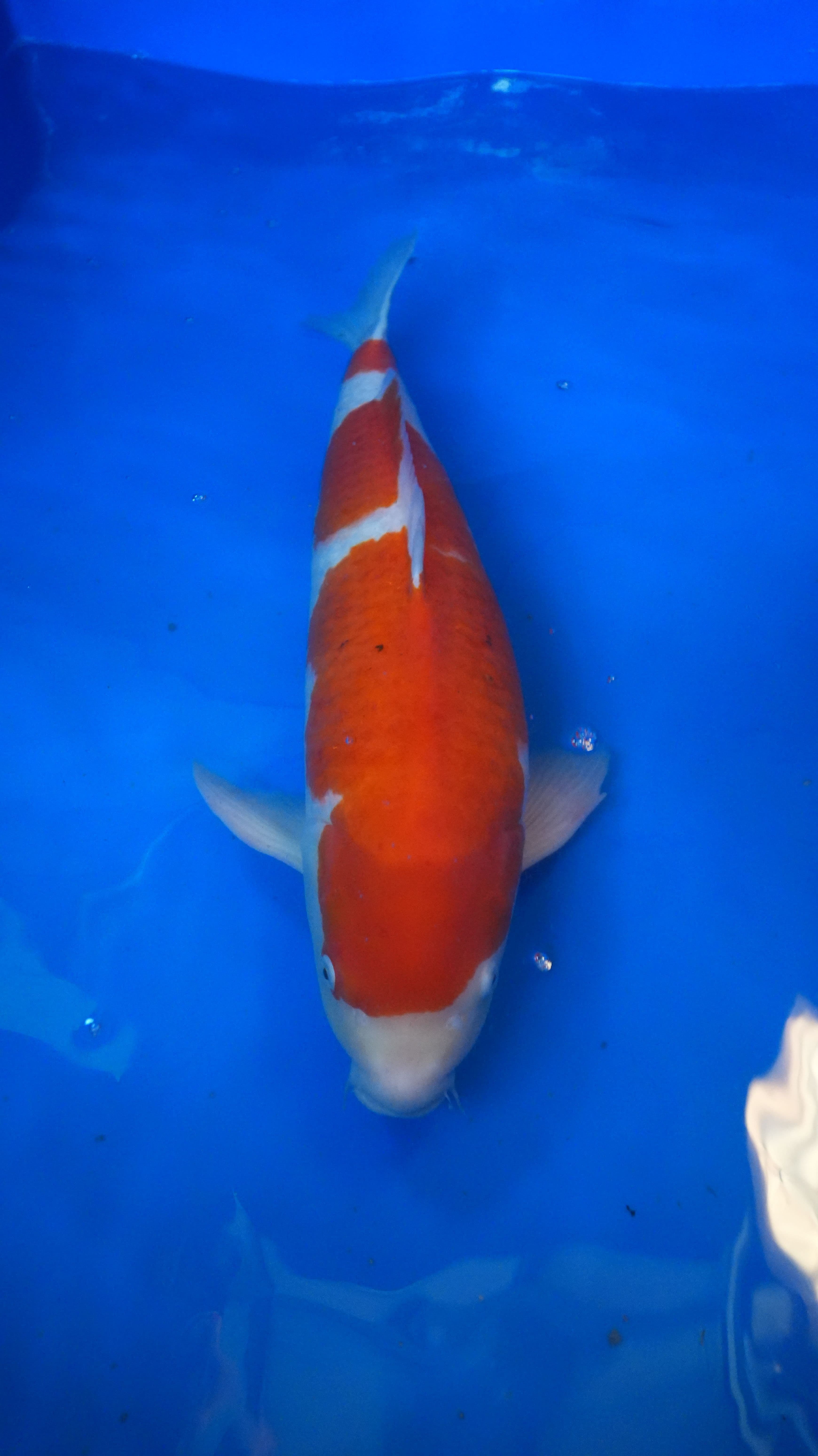 Kohaku Kohaku-w11