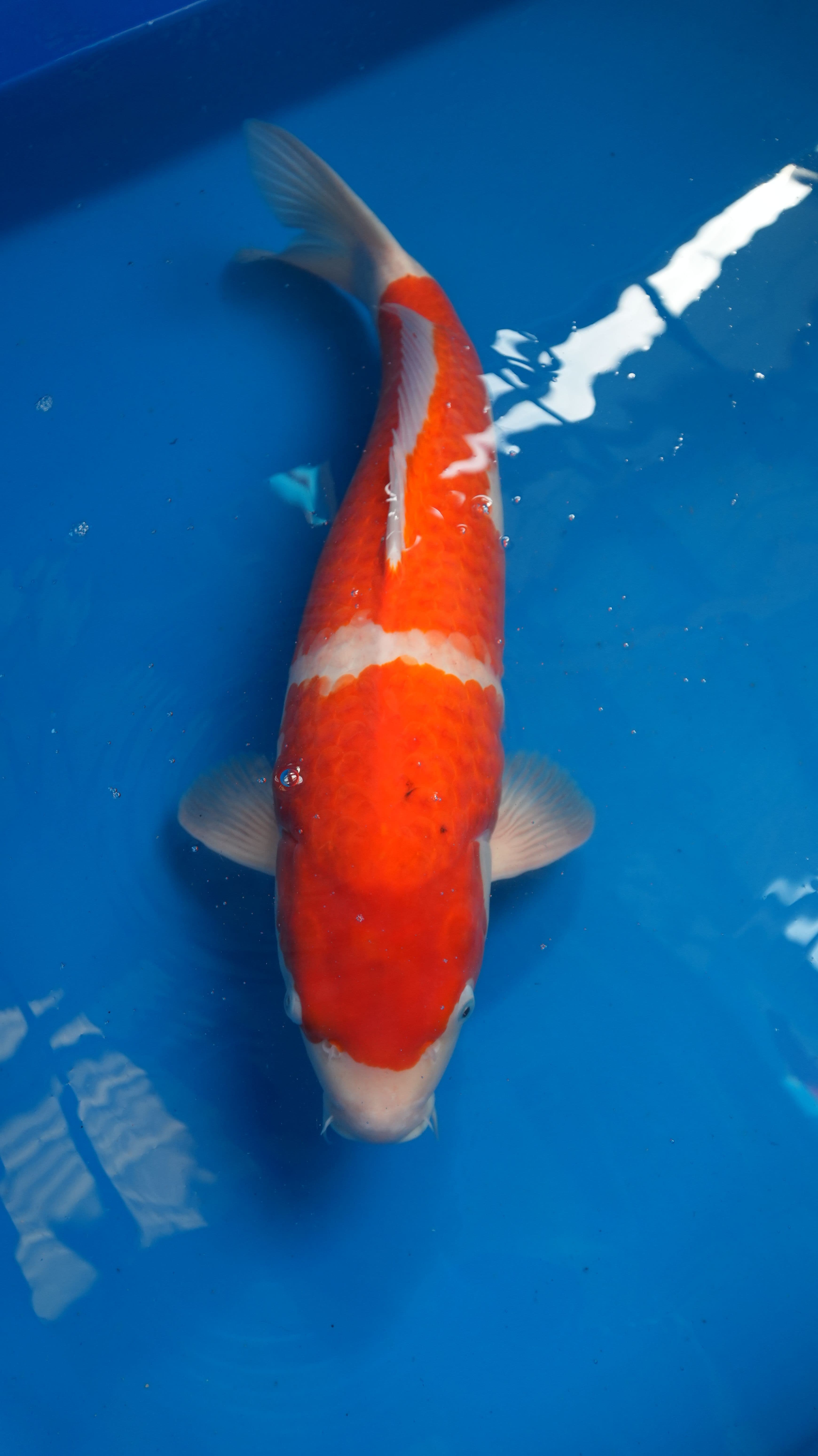 Kohaku Kohaku-w19