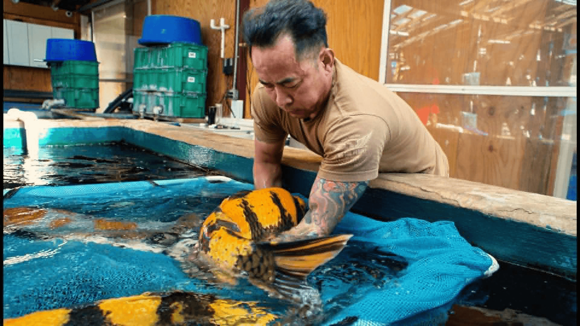 Alex Nguyen handling a champion koi at Kyodai Koi