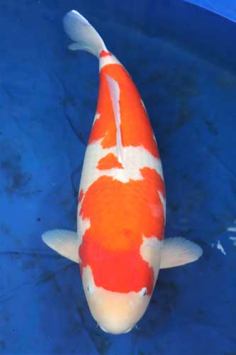 Premium show koi