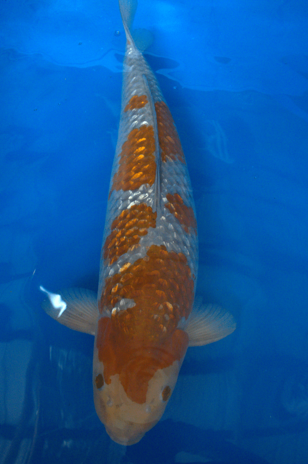 3yr-Ginrin-Ochiba-no.8