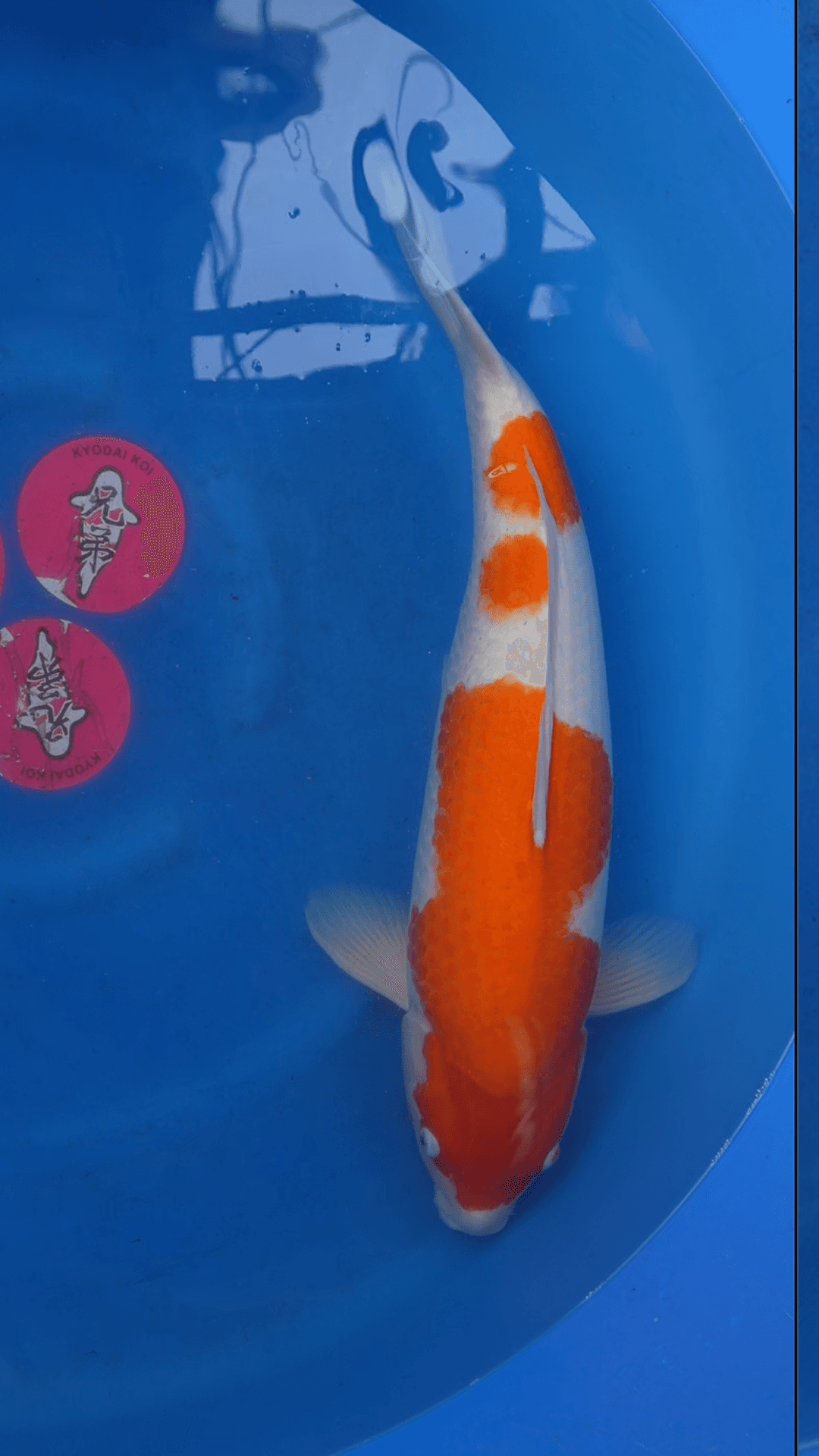New 3YR-Kuhako-no.13