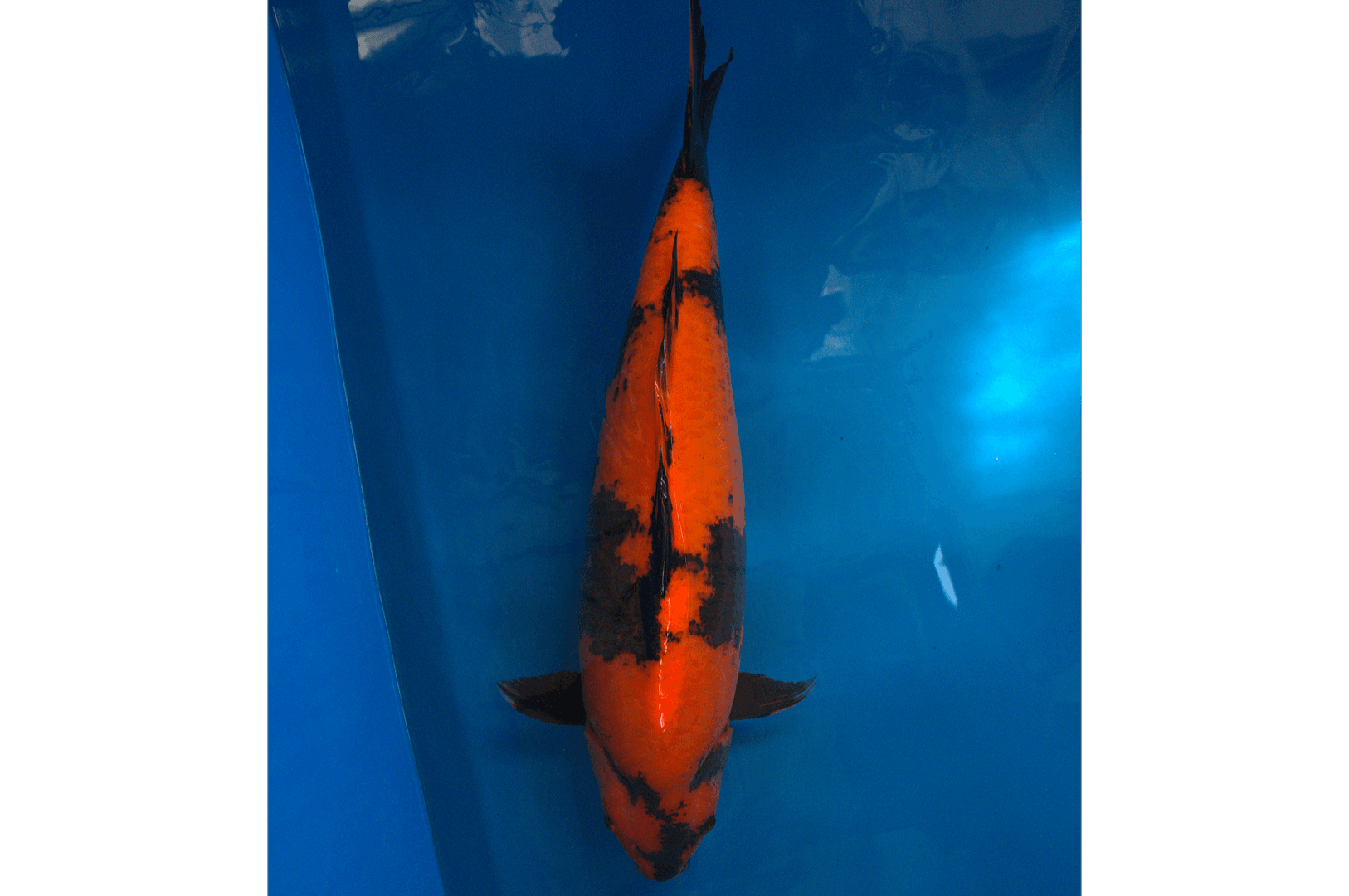 3yr-hi-utsuri-no.3