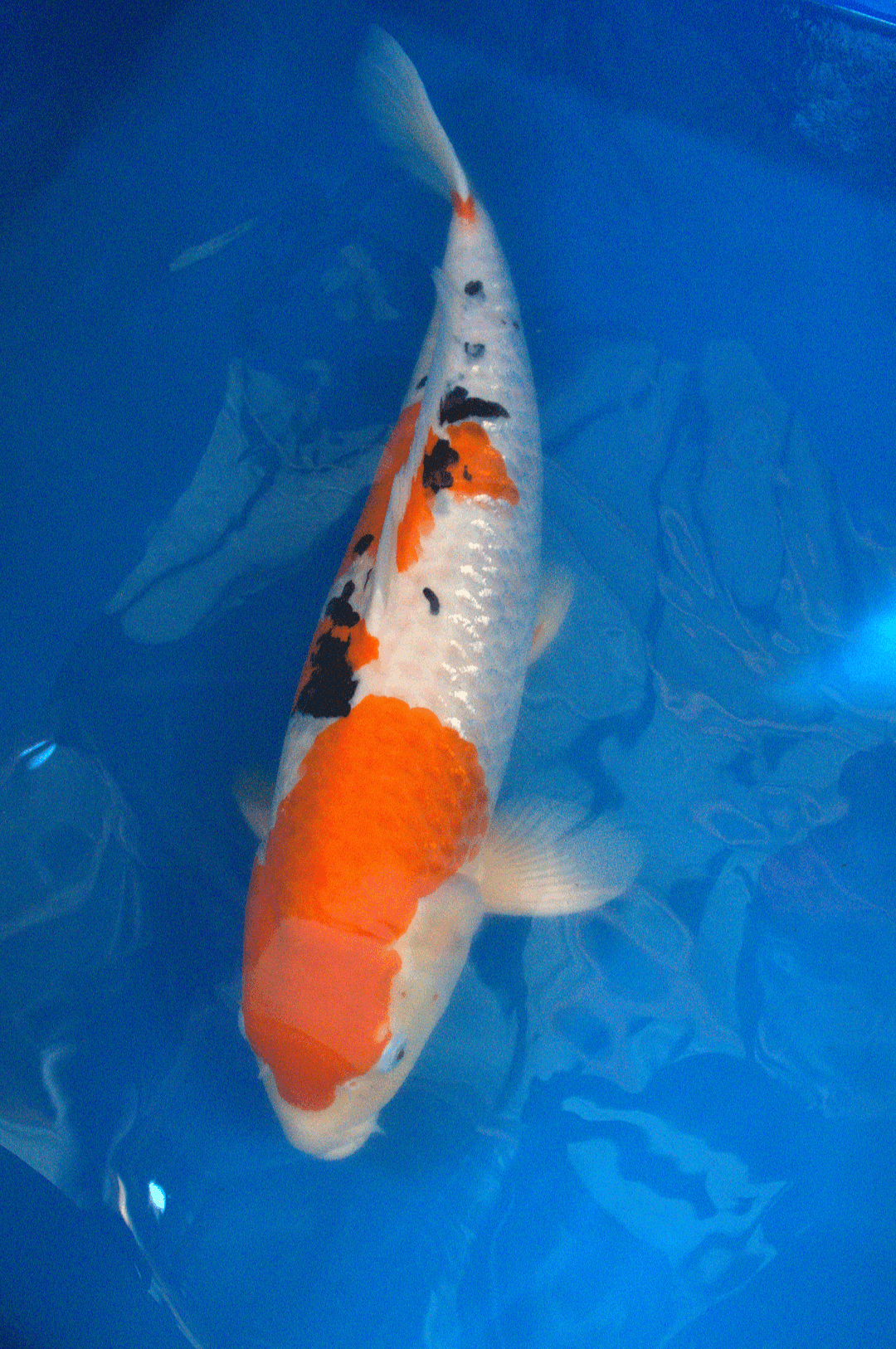 3yr-Sanke-Sakai-no.2
