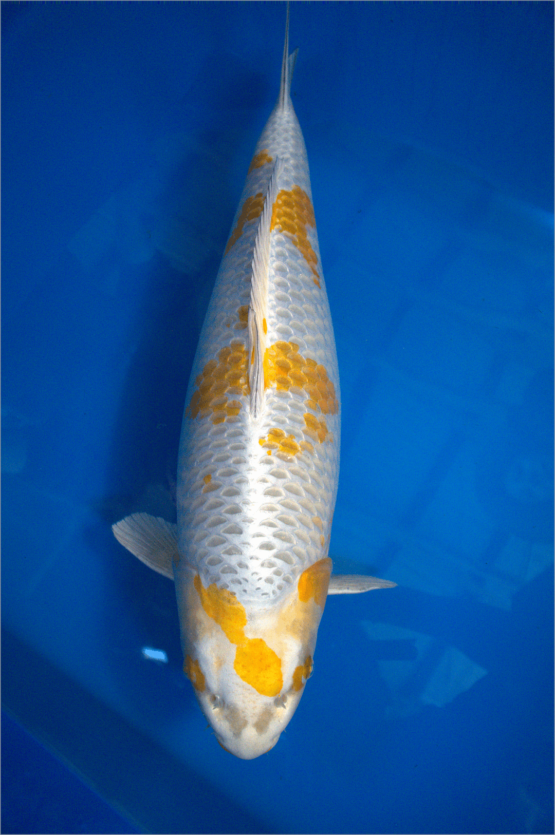 3yr-Kirin-Wada-no.3