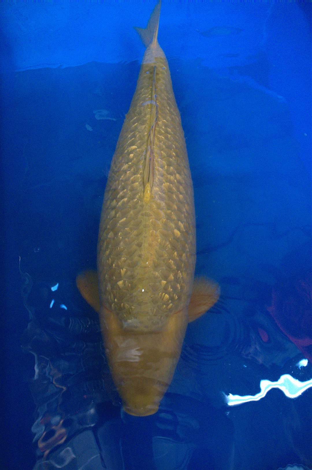 Ginrin Chagoi 3yr-Ginrin-Chagoi-no.1