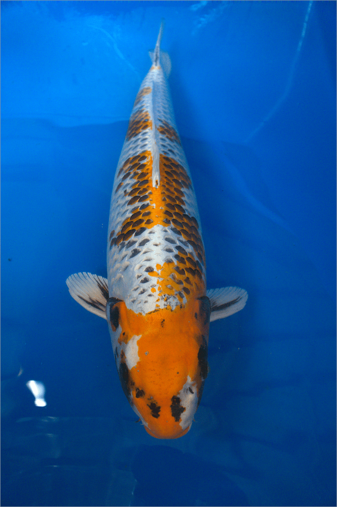 3yr-Matellic-Kirin-Wada-no.7