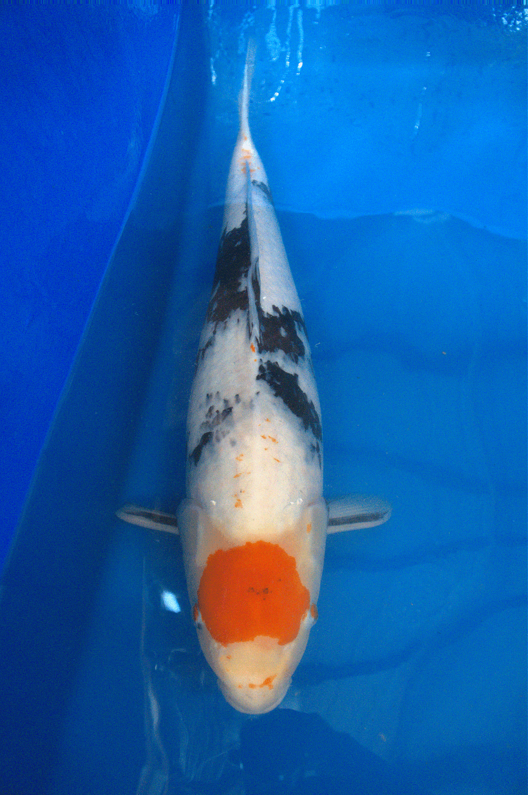 Tancho Showa 3YR-Koyaku Omosako -no.1