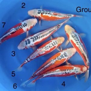 DOITSU ASAGI Group B