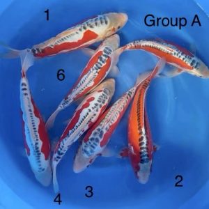 DOITSU ASAGI Group A